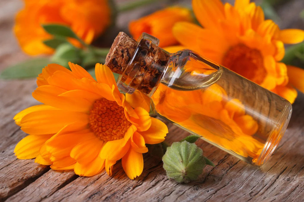 Calendula